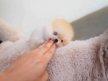 Pomeranian boo origina