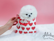 Pomeranian mini boo teeacup Talie foarte mica