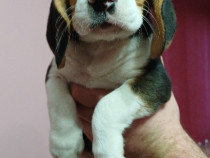 Puiuții beagle tricolor