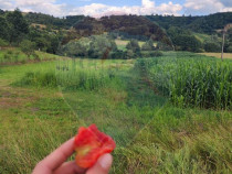 Teren contrucție casă în Berința, la șosea, cu toate...