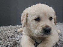 Cățeii Labrador Golden