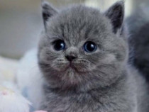 British shorthair