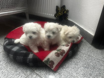 Bichon maltez 6 saptamani