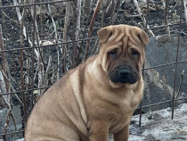 Shar - pei - 2 luni