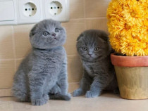 Scottish fold băieței si fetițe