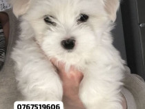 Bichon maltez mini toy