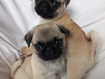 Pui pug mops cu pedigree