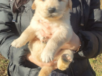 Pui Golden Retriever (mascul)