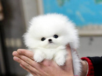 Pomeranian mini boo teeacup asigur transport