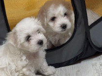 Bichon maltez mini