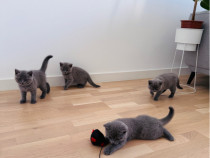 Puiuți British shorthair blue