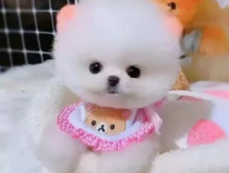 Pomeranian Mini Boo Ursuleț Teeacup