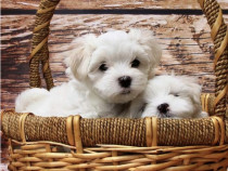 Bichon Maltez toy