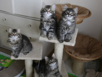 Norwegian forest kitten