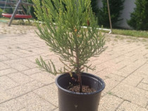 Puieți sequoia (sequoiadendron giganteum)