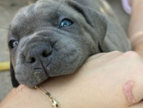 Cane Corso cu pedigree tip A