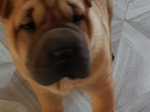 Shar pei in cautare de părinți responsabili