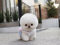 Pomeranian Mino Teeacup