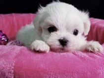 Bichon Maltez Mini Toy