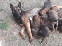 Căței Ciobănesc Belgian Malinois – 3 luni, rasă pură, energici