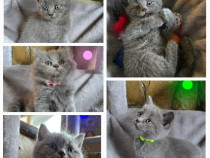 Pui British Shorthair