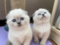 Scottish fold pui