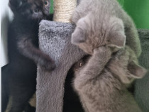 Pui pisica british shorthair blue