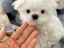 Bichon maltez maltese talie mică