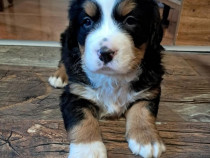 Pui ciobanesc de berna