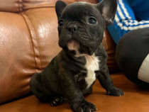 Pui bulldog francez