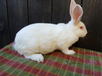 Femele hycole francez!