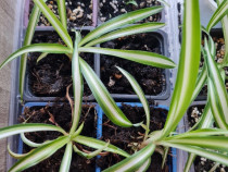 Spiderplant 5 lei bucata