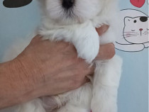 Vand Bichon Maltez Mini Toy