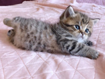 British Shorthair fetițe și băieței