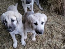 Căței rasa Kangal turcesc