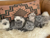 British shorthair blue o minunatie!