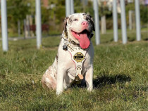 American Bully XXL
