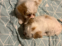 Bichon maltez de vânzare