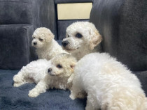 Bichon Frise – 3 fetițe adorabile își caută familii iubitoare!