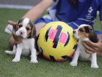 Beagle tricolor mini
