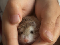 Hamster Roborovski
