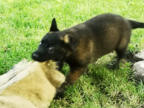 Pui Ciobănesc Belgian Malinois