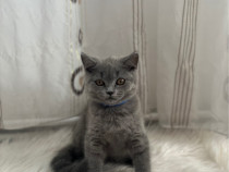 Pisic British Shorthair – 3 luni, gri-albăstrui, adorabil!
