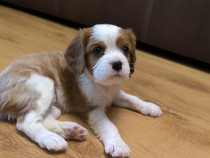 Baieti si fetite Cavalier King Charles