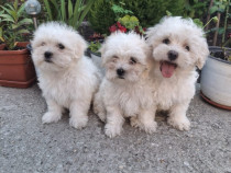 Bichon maltez mini-toy
