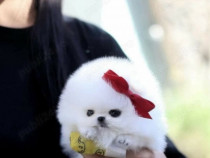 Pomeranian mini toy