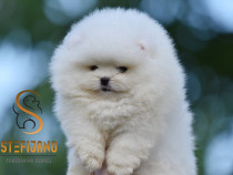 Pui de Pomeranian Spitz