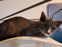 Adoptie pisica gri Simona