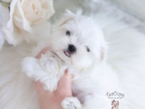 Bichon maltez mini toy