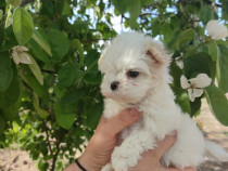 Bichon maltez mini toy